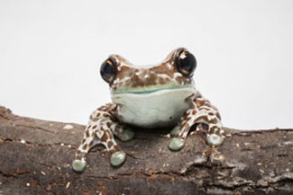 An Amazon milk frog at the Shedd Aquarium.