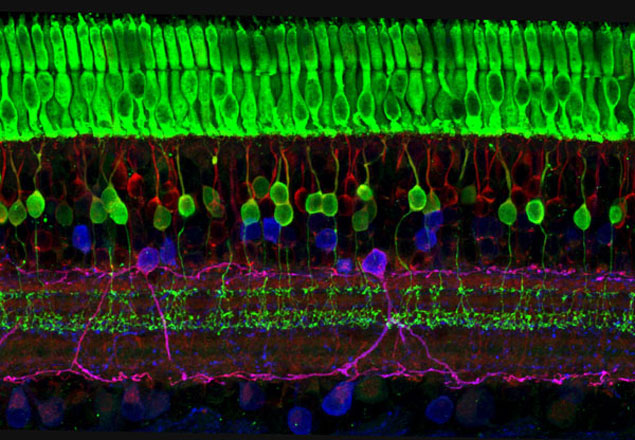 Layers of nerve cells in the retina 