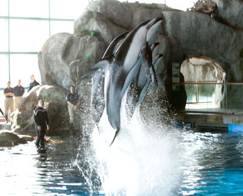 A Pacific White-Sided Dolphin Show at Shedd Aquarium.      ©Shedd Aquarium/Brenna Hernandez