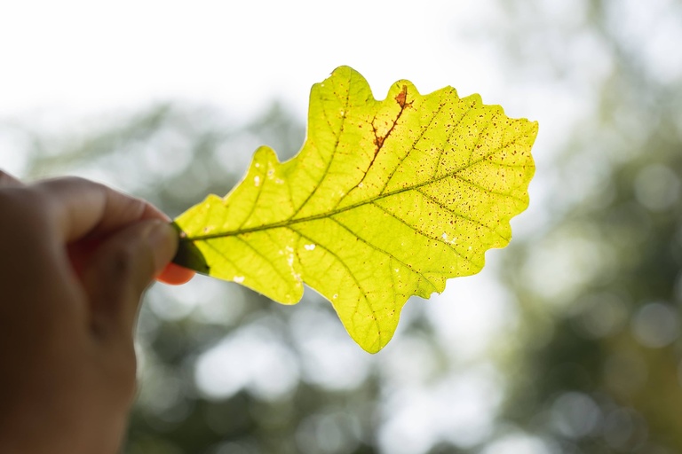 Mainul Islam holding a bur oak leaf