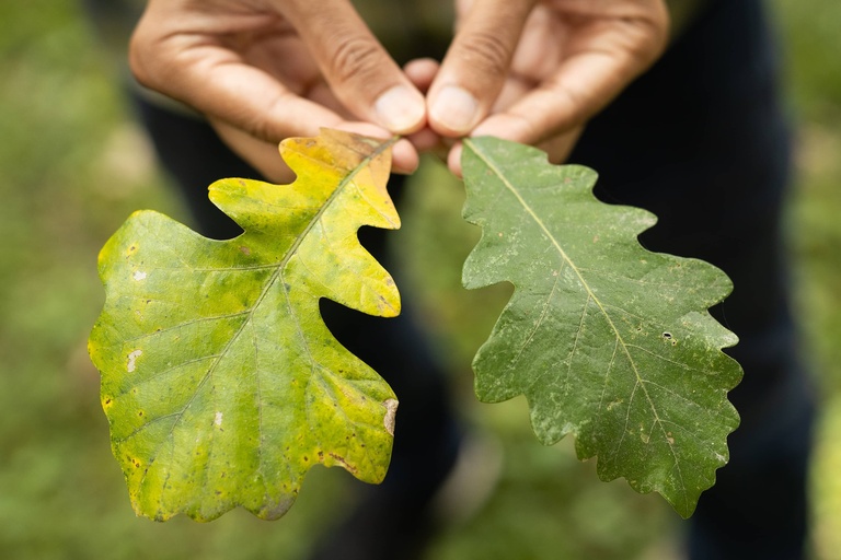 A blighted bur oak leaf and a healthy leaf