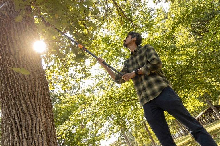 Mainul Islam cuts down bur oak leaves to test them for blight