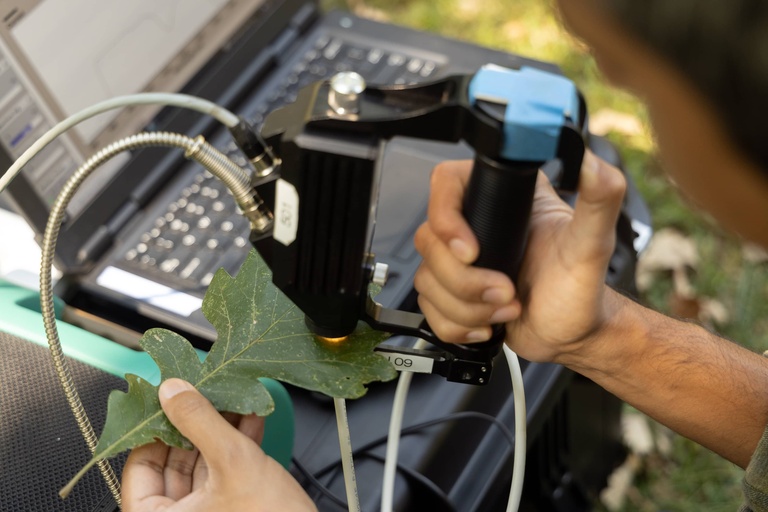 Mainul Islam uses a spectrometer to detect bur oak blight